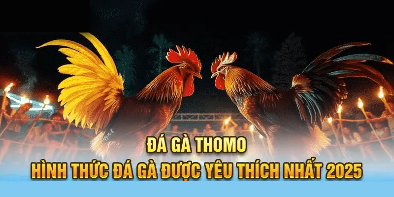 Đá gà Thomo hấp dẫn bởi nhiều yếu tố