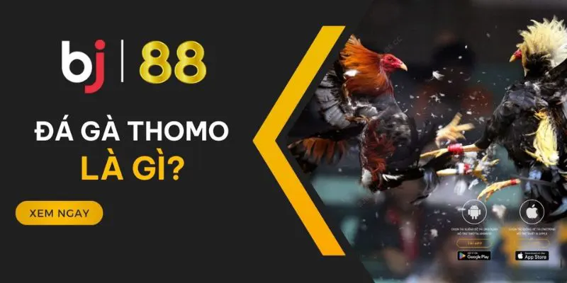 Hiểu về hình thức đá gà Thomo