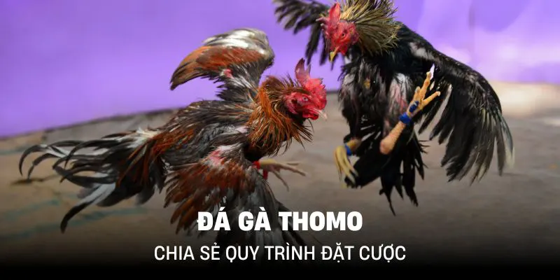 Nắm rõ luật chơi đá gà để đặt cược hiệu quả