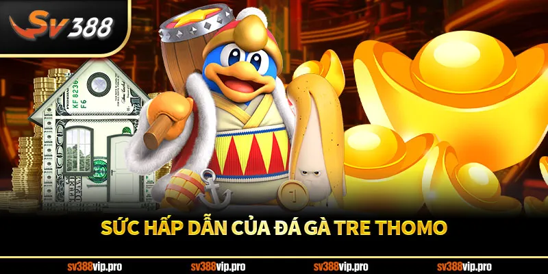 Sức hấp dẫn của đá gà tre Thomo
