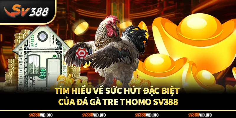 Xem đá gà tre Thomo trực tiếp tại SV388