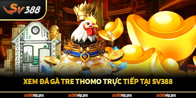 Tìm Hiểu Về Sức Hút Đặc Biệt Của Đá Gà Tre Thomo SV388