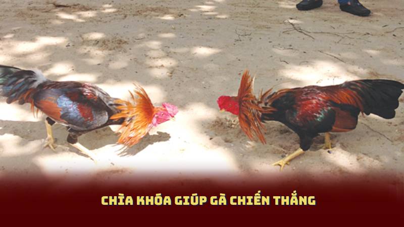 Chìa khóa giúp gà chiến thắng