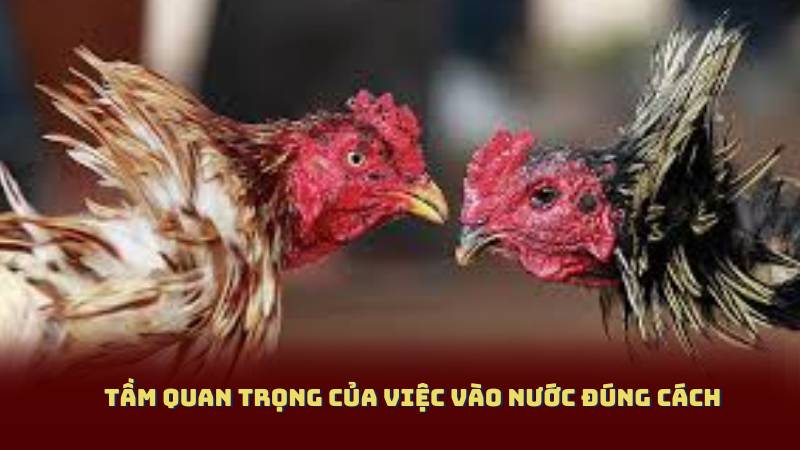 Tầm quan trọng của việc vào nước đúng cách