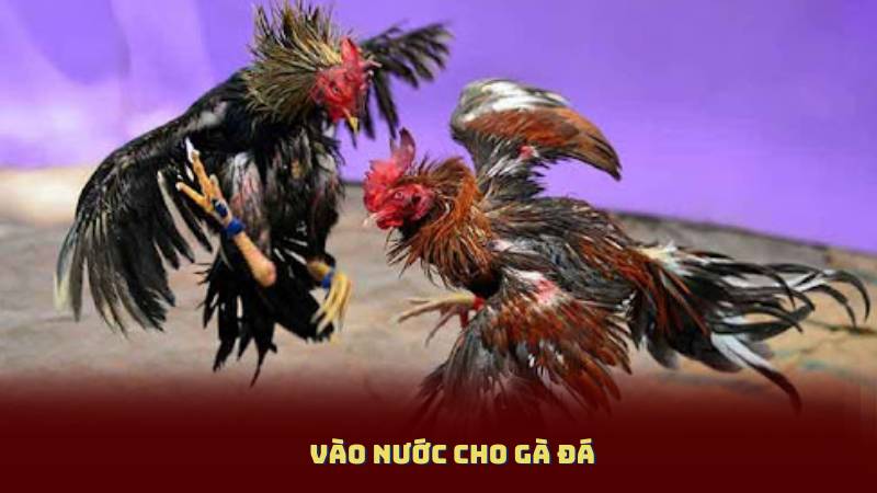 Vào Nước Cho Gà Đá – Bí Quyết Giúp Gà Sung Mãnh Trên Sàn Đấu
