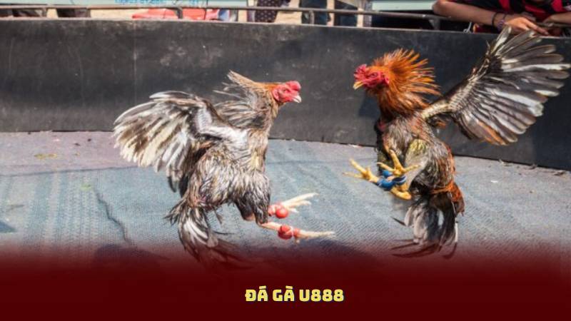 Đá Gà U888 – Xem Gà Đấu Trực Tiếp, Cá Cược Từng Giây