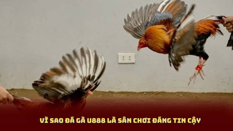 Vì sao đá gà u888 là sân chơi đáng tin cậy